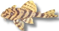 vittata (5 - 7 cm)