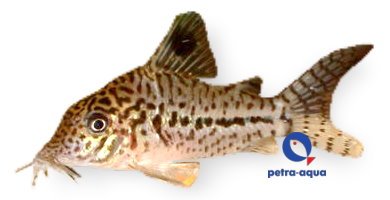 leopardus C102 (4 - 5 cm)