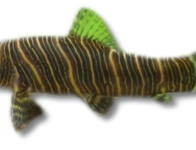 striata (7 - 8 cm)