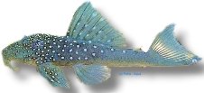sp. (13 - 15 cm)