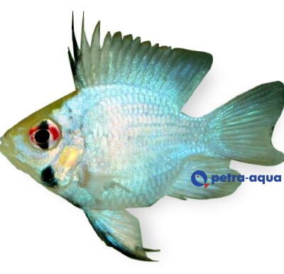 Papiliochromis ramirezi electric blue baloon 3,5–4 cm