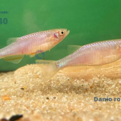 rosea (3,5 - 5 cm)