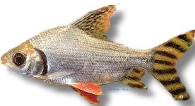 taeniur. red fin (10 - 13 cm)