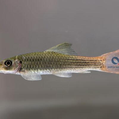 Garra redtail 3–4 cm