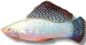 silver (5 - 6 cm)