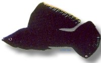 Sail-Fin Molly Black (Poecilia velifera black) 5–6 cm
