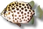 Spotted scat (Scatophagus argus) 4–5 cm