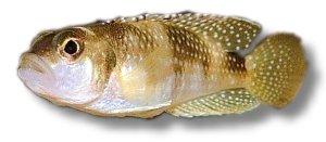 Lamprologus meleagris 2,5–3 cm