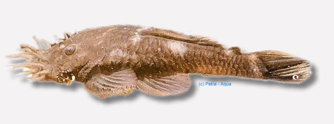 petra-KJ44 petra-KJ44