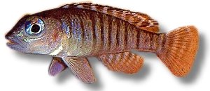 signatus (2,5-3 cm)