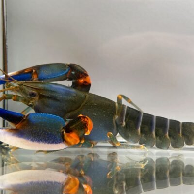 Cherax sp. papua blue kong 5–7 cm