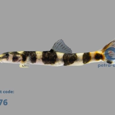 maculiceps (5 - 7 cm)