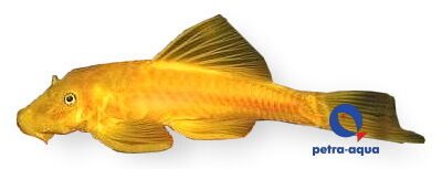 Golden Bristle-Nose (Ancistrus sp. gold) 2,5–3 cm