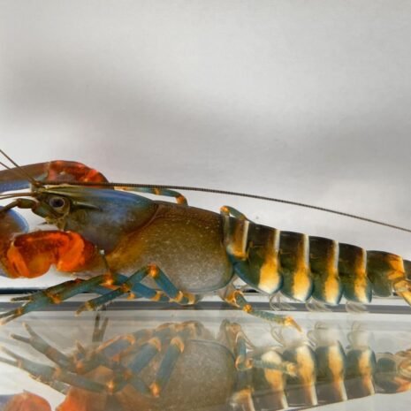 Cherax sp. papua red claw 5–7 cm