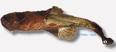 chaca (5 - 7 cm)