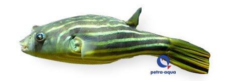 petra-KK13 petra-KK13