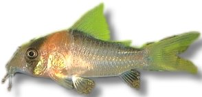 Adolfo's Cory (Corydoras adolfoi) 1,5–2 cm