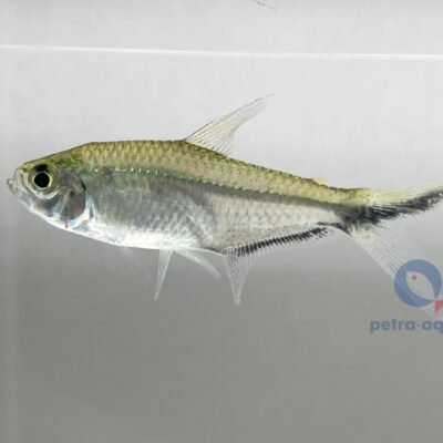 Moenkhausia costae 3–3,5 cm