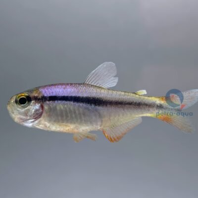 Hyphessobrycon cyanotaenia 2–2,5 cm