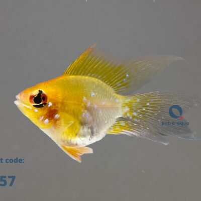 ramirezi gold ballon long fin (2 - 3 cm)