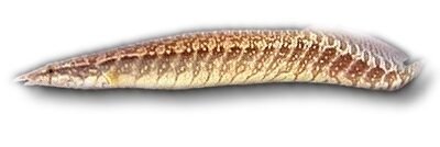 Zig-zag Eel (Mastacembelus armatus) 20–30 cm