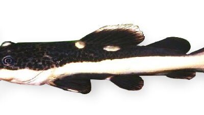 hemiliopterus (4 - 5 cm)