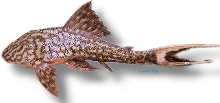 sp. (3 - 4 cm)