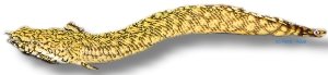 Polypterus ornatipinnis 15–20 cm