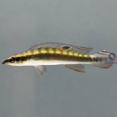 gayi (4 - 6 cm)