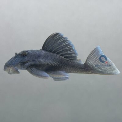 sp. blue fin (3 - 4 cm)