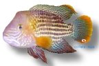 rivulatus (7 - 9 cm)