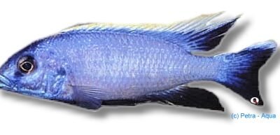 lombardoi (7 - 9 cm)
