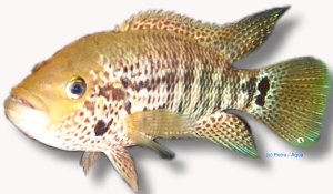 motaguense (7 - 9 cm)