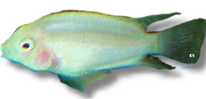 nigrofasciatum xant. (6 - 7 cm)