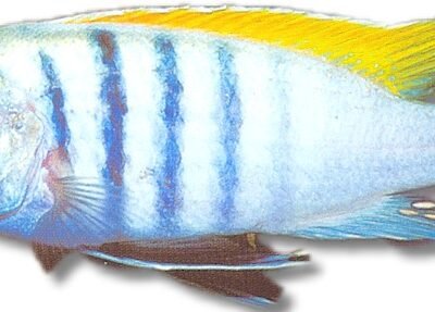 Cynotilapia 'Chimate', Cyno (Cynotilapia afra yellow) XL