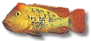 steindachneri /honda (7 - 9 cm)