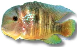 petra-L454 petra-L454