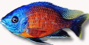 borleyi red fin (7 - 9 cm)