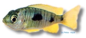 trimaculatus (7 - 9 cm)
