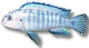socolofi (7 - 9 cm)