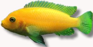 zebra red + red (7 - 9 cm)