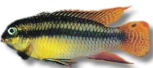 taeniatus nange (XL)