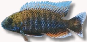 jacobfreibergi (2 - 3 cm)