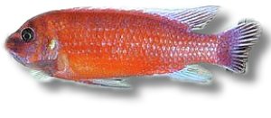 trewavasae red (4 - 5 cm)