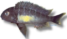 Tropheus moorii calambo 5–7 cm