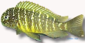 moorii murago (4,5 - 5,5cm)