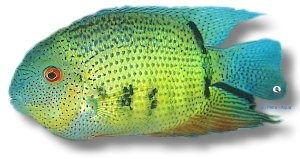 notatus (6 - 7 cm)