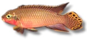 taeniatus niger. red (5,5 - 6 cm)