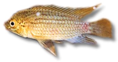 greishakei (4 - 5 cm)