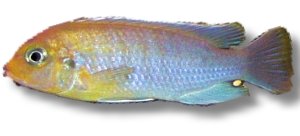 hailomailandi (4 - 5 cm)